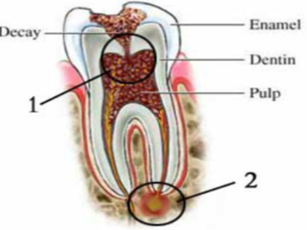 General Dentistry